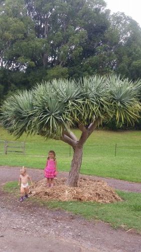 Wholesale Nurseries West Woombye QLD Swimm