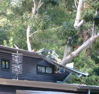 John Henry Tree Services - Internet Find