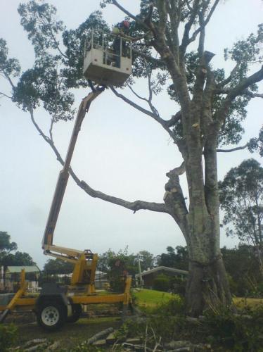 D & M Tree Services - Renee 0
