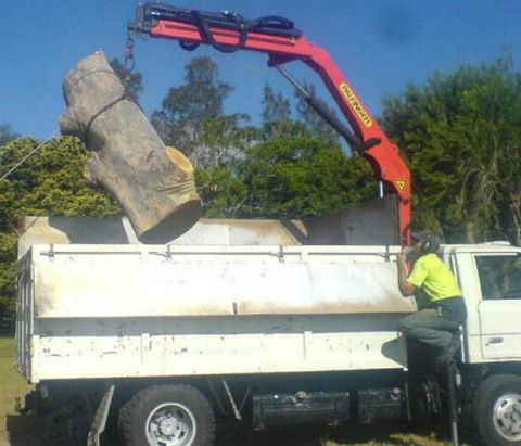 D & M Tree Services - Renee 1