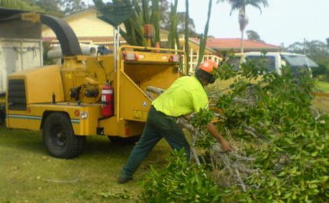 D & M Tree Services - Renee 2