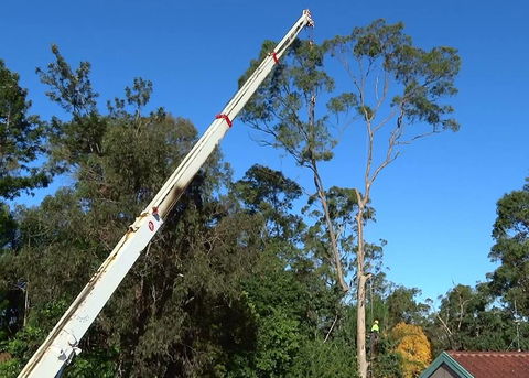 D & M Tree Services - Renee 3