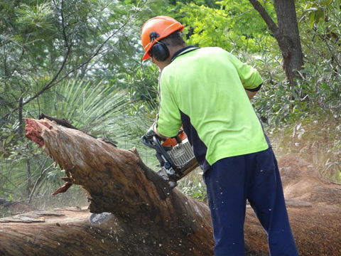 D & M Tree Services - Renee 4