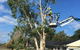 Trees North - thumb 4