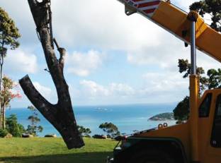 PW Tree Services - Renee 0