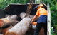 PW Tree Services - thumb 1