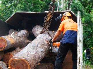 PW Tree Services - Renee 1