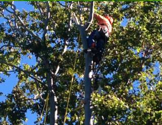 PW Tree Services - Renee 2