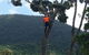 PW Tree Services - thumb 4