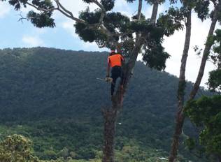 PW Tree Services - Renee 4