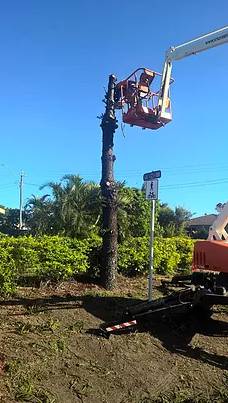 BOWEN TREE & YARDWORX - Internet Find 4