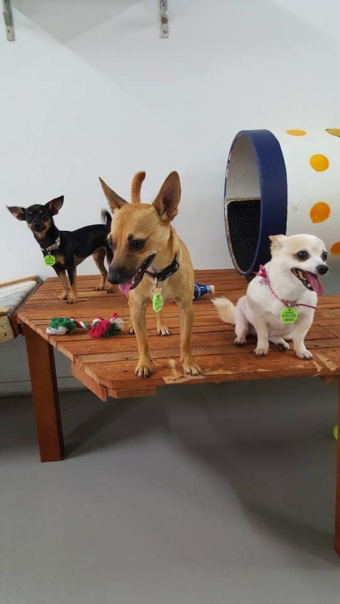 Gympie Doggy Day Care - Renee 0