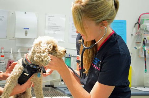Walker Street Veterinary Surgery - Internet Find 0