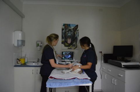 Walker Street Veterinary Surgery - Internet Find 2