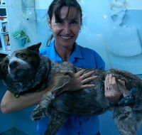 Proserpine Vet Surgery - Renee