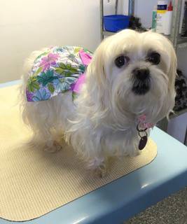 Pinecrest Boarding Kennels & Cattery - Renee 1