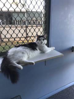 Pinecrest Boarding Kennels & Cattery - Renee 2