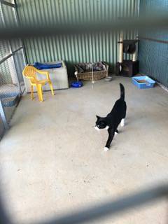 Pinecrest Boarding Kennels & Cattery - Renee 3