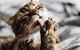 Merooka Boarding Cattery & Kennel - thumb 2