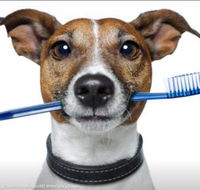 Kingscliff Veterinary Hospital - Renee