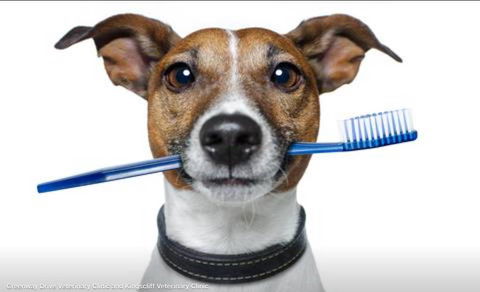 Kingscliff Veterinary Hospital - Renee 0