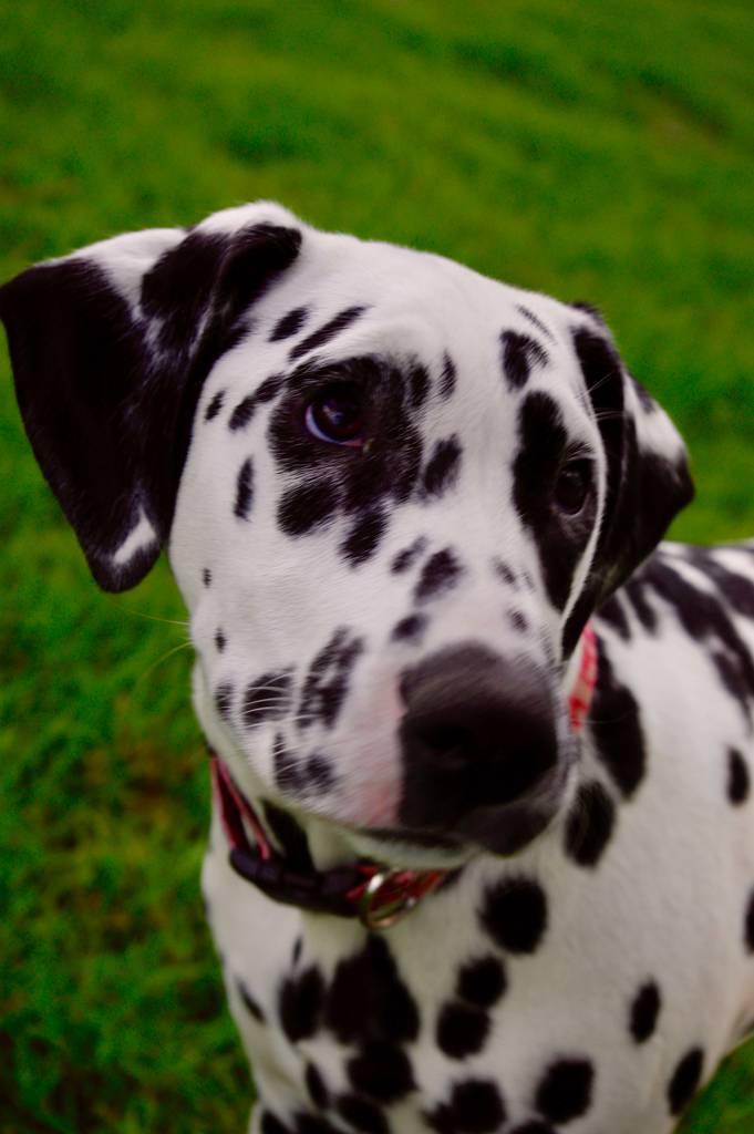 Vets Childers QLD Renee