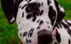 Isis Veterinary Services - thumb 0