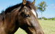 Isis Veterinary Services - thumb 1