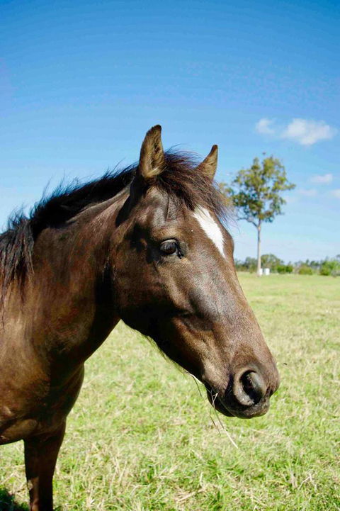 Isis Veterinary Services - Renee 1