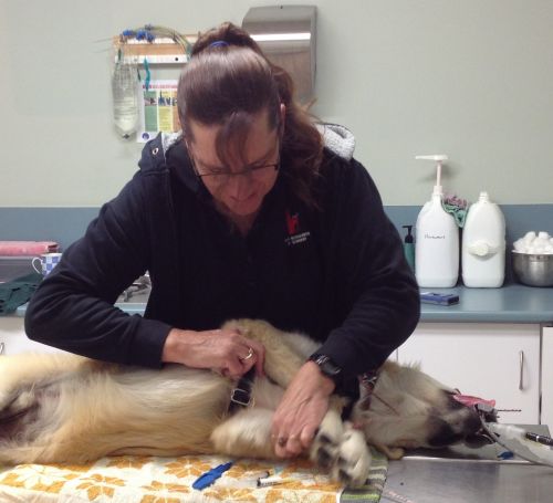 Vets Bundaberg North QLD Internet Find