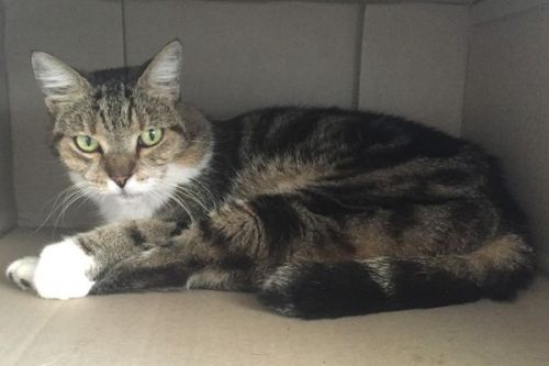 Vets Manunda QLD Swimm