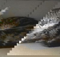 Cairns Veterinary Clinic - Renee