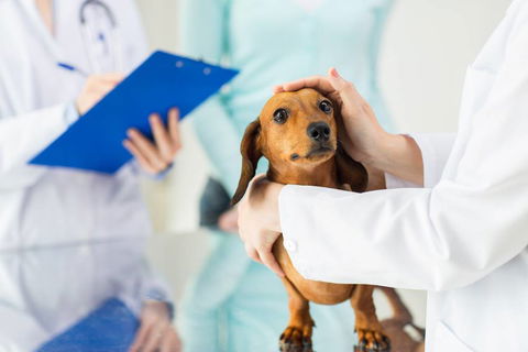Riverbank Animal Hospital - Renee 1