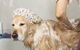 Riverbank Animal Hospital - thumb 2