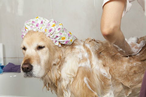 Riverbank Animal Hospital - Renee 2