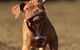 Riverbank Animal Hospital - thumb 3