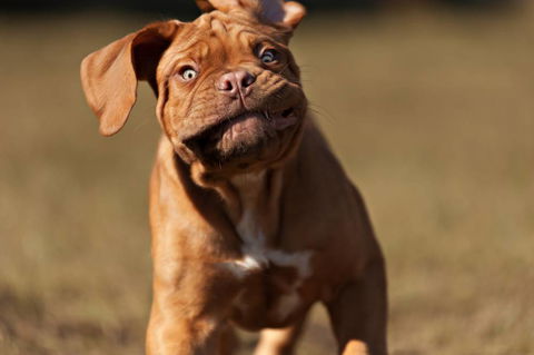 Riverbank Animal Hospital - Renee 3