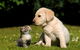 Riverbank Animal Hospital - thumb 4