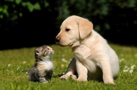 Riverbank Animal Hospital - Renee 4