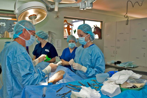 University Avenue Veterinary Hospital - Renee 0