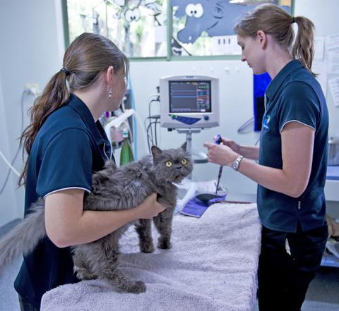 University Avenue Veterinary Hospital - Renee 2