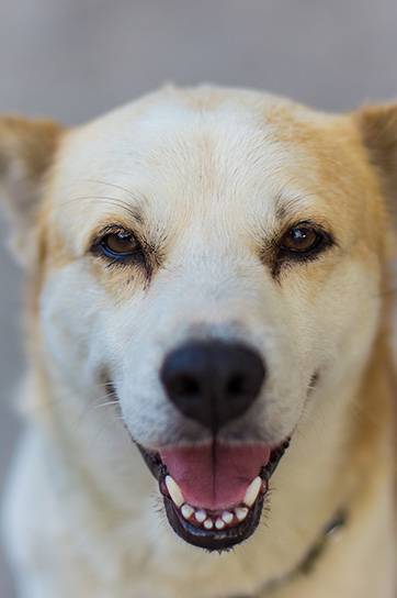 University Avenue Veterinary Hospital - Renee 3