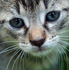 University Avenue Veterinary Hospital - Renee 4