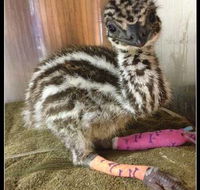 Howard Springs Veterinary Clinic - Renee