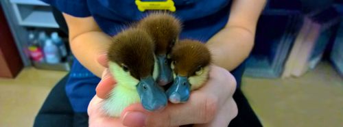 Vets Palmerston NT Renee