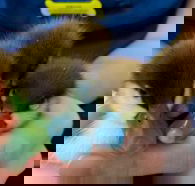 Palmerston Veterinary Hospital - Renee