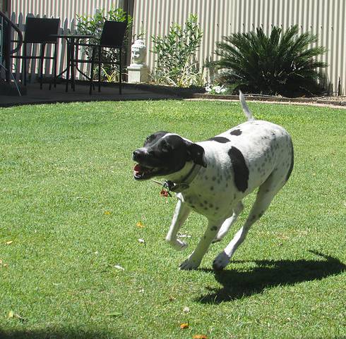Dog Boarding Kennels Blackwater QLD Renee