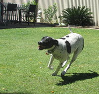 Blackwater Veterinary Surgery  Boarding Kennels - Internet Find