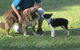 Blackwater Veterinary Surgery & Boarding Kennels - thumb 4