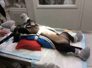 Bayview Vets - thumb 4